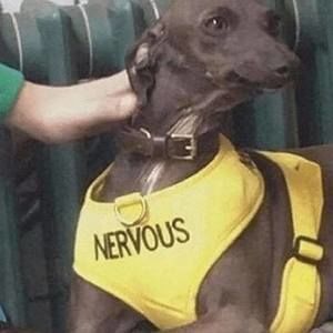 Meet your Posher, Bella